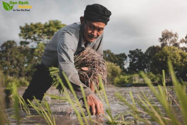 Tại các chợ lẻ