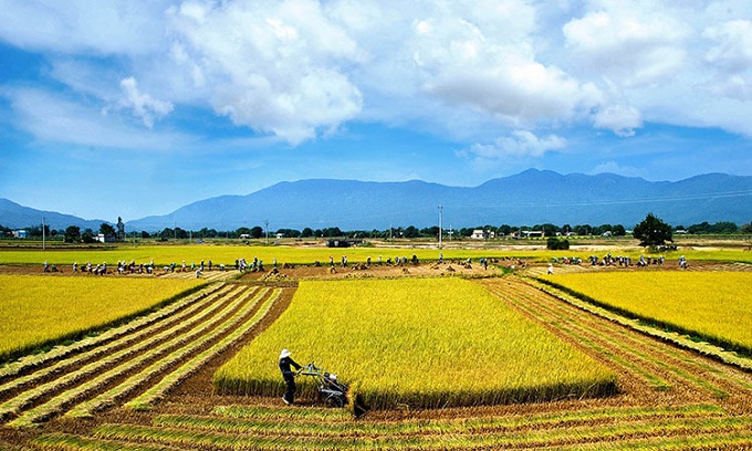 Gạo nếp Cái Hoa Vàng